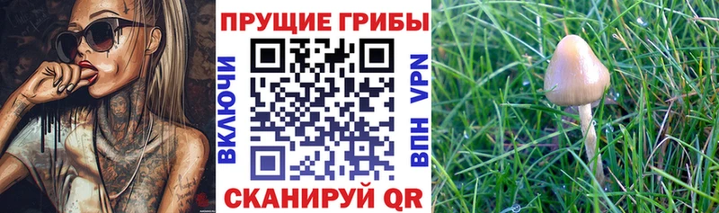 Галлюциногенные грибы мухоморы  Губкинский 
